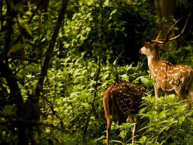 Sauraha Nana Hotel Kültér fotó